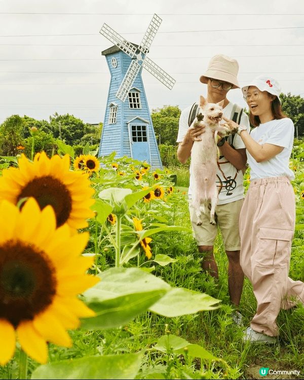 信芯園嘅太陽花開得好靚！場主話下年政府收地喇，要打卡就要把握...
