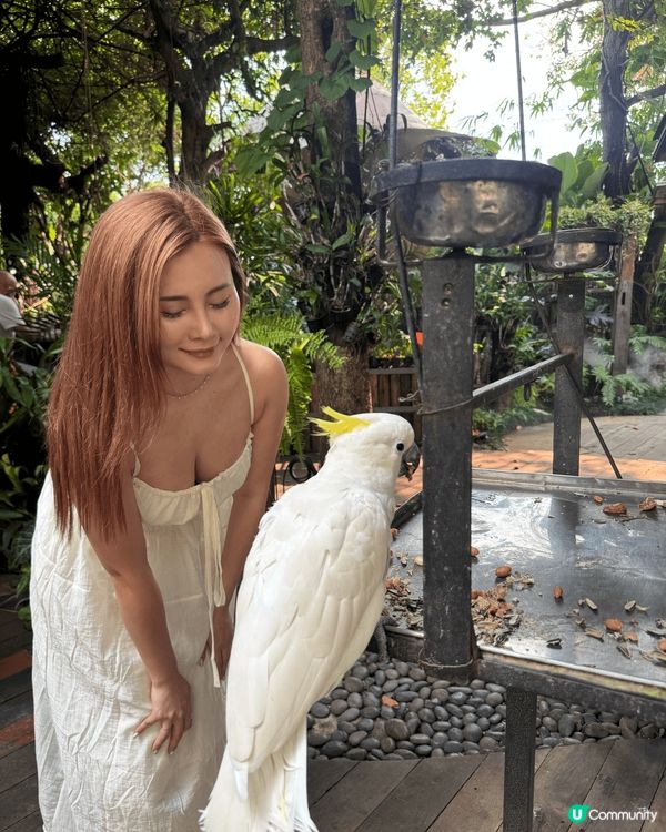 呢間泰國cafe 真心好岩打卡