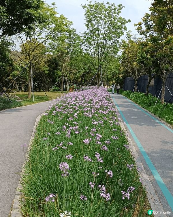 深圳環西麗湖綠道，西麗站出借單車就可以出發。