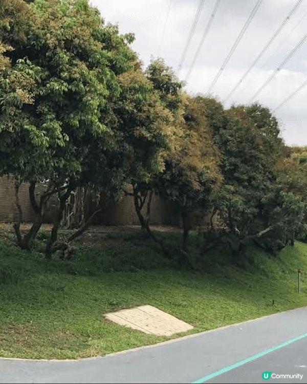 深圳環西麗湖綠道，西麗站出借單車就可以出發。