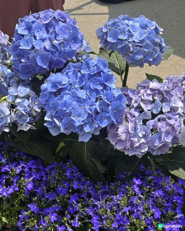 最近首爾喺波拉美公園（보라매공원)舉行 Seoul inte...