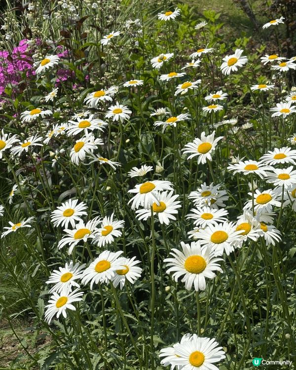 最近首爾喺波拉美公園（보라매공원)舉行 Seoul inte...