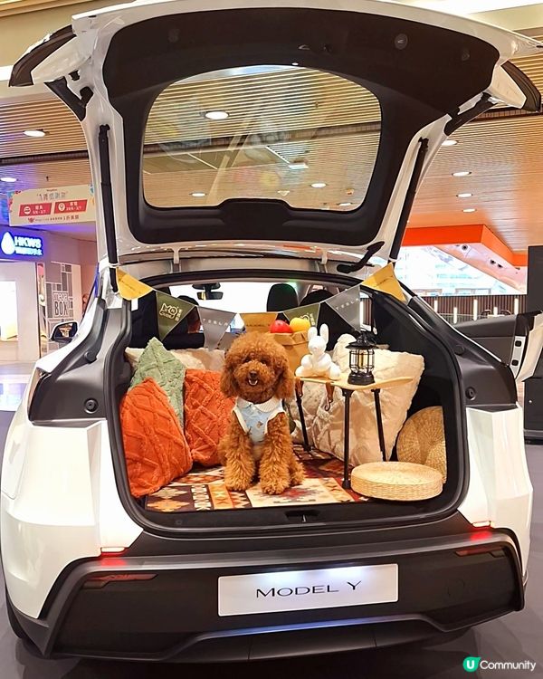 九龍灣毛孩街部落露營風🏕️打卡位登場！🐶🐱