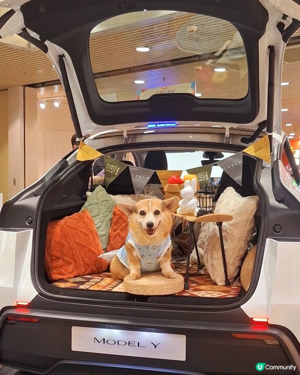 九龍灣毛孩街部落露營風🏕️打卡位登場！🐶🐱