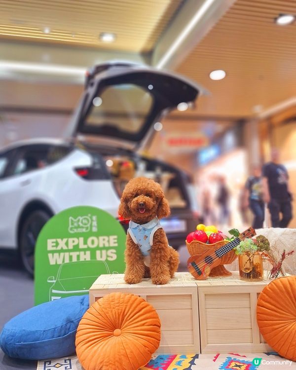 九龍灣毛孩街部落露營風🏕️打卡位登場！🐶🐱