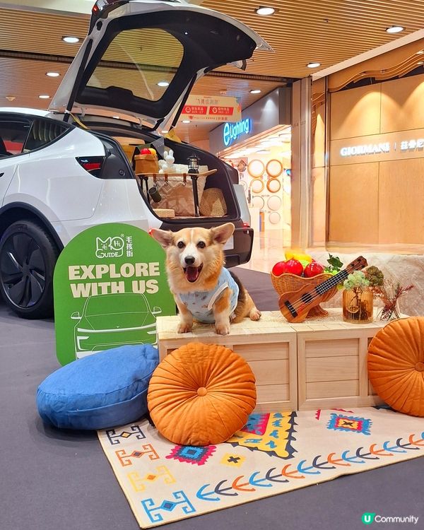 九龍灣毛孩街部落露營風🏕️打卡位登場！🐶🐱