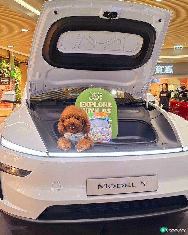 九龍灣毛孩街部落露營風🏕️打卡位登場！🐶🐱