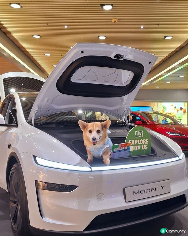 九龍灣毛孩街部落露營風🏕️打卡位登場！🐶🐱