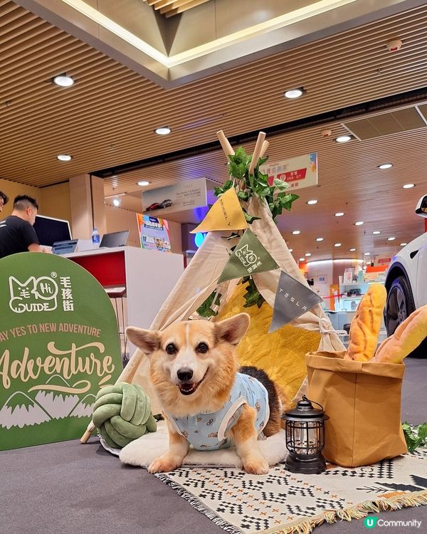 九龍灣毛孩街部落露營風🏕️打卡位登場！🐶🐱
