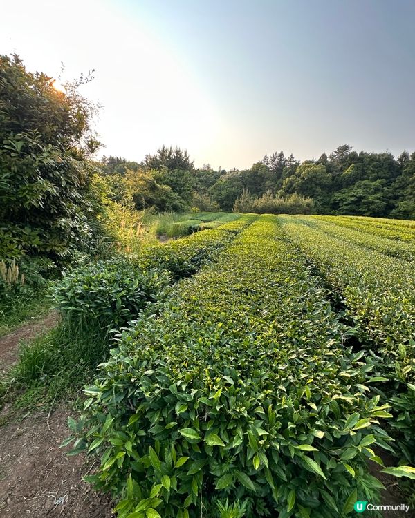 🇰🇷抹茶控癲咗🤣推薦一定要去嘅韓國濟州島抹茶博物館‼️