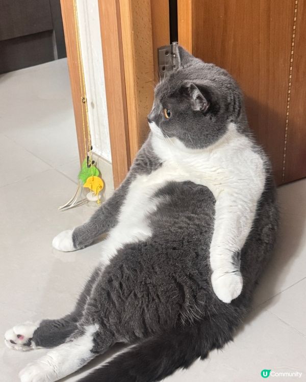 一個鐘意坐地下，一個鐘意攤沙發