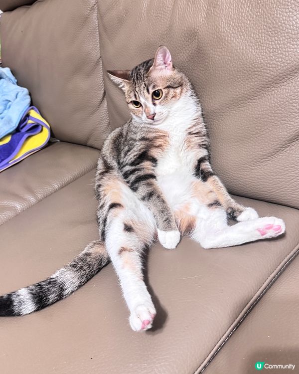 一個鐘意坐地下，一個鐘意攤沙發