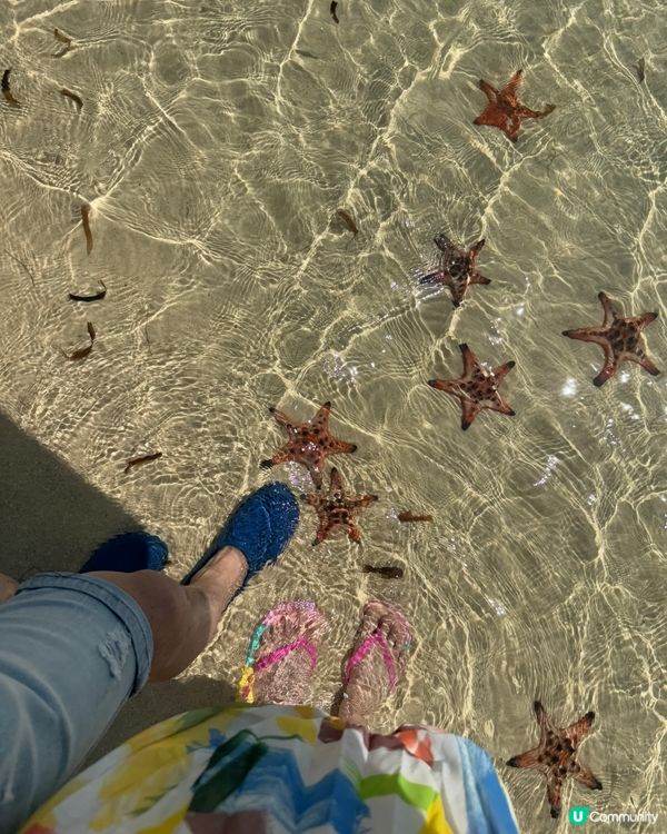 越南富國島海星沙灘🏖️🇻🇳
