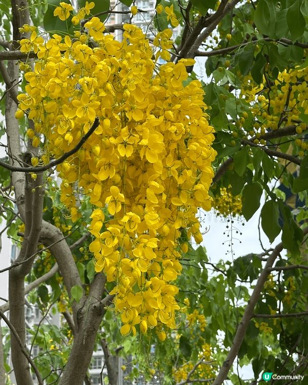 見到鮮黃色花花好靚