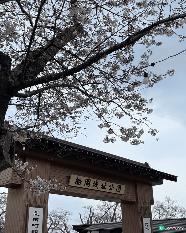 仙台東京賞櫻之旅