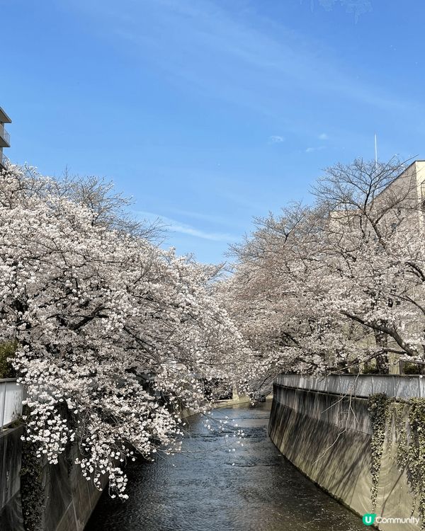 仙台東京賞櫻之旅