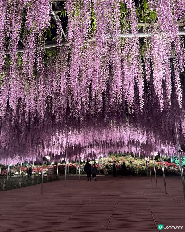 日本紫藤花 最浪漫既紫色💕