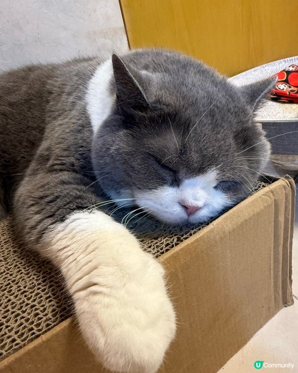 可憐的主子🐱 皮膚敏感❤️‍🩹