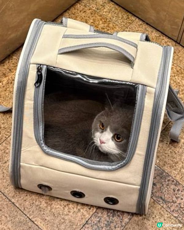 可憐的主子🐱 皮膚敏感❤️‍🩹