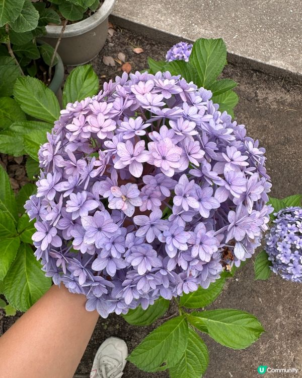 🇯🇵夏天的花開啦 ☀️迎接6月💠繡球花花園💠