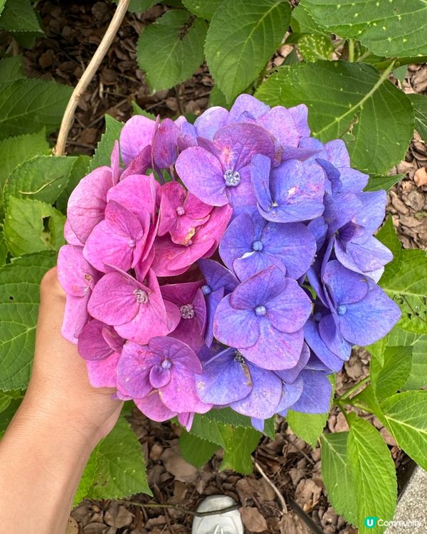 🇯🇵夏天的花開啦 ☀️迎接6月💠繡球花花園💠