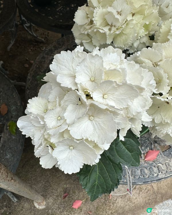 🇯🇵夏天的花開啦 ☀️迎接6月💠繡球花花園💠