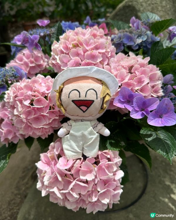 🇯🇵夏天的花開啦 ☀️迎接6月💠繡球花花園💠