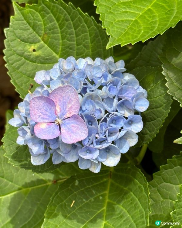 🇯🇵夏天的花開啦 ☀️迎接6月💠繡球花花園💠