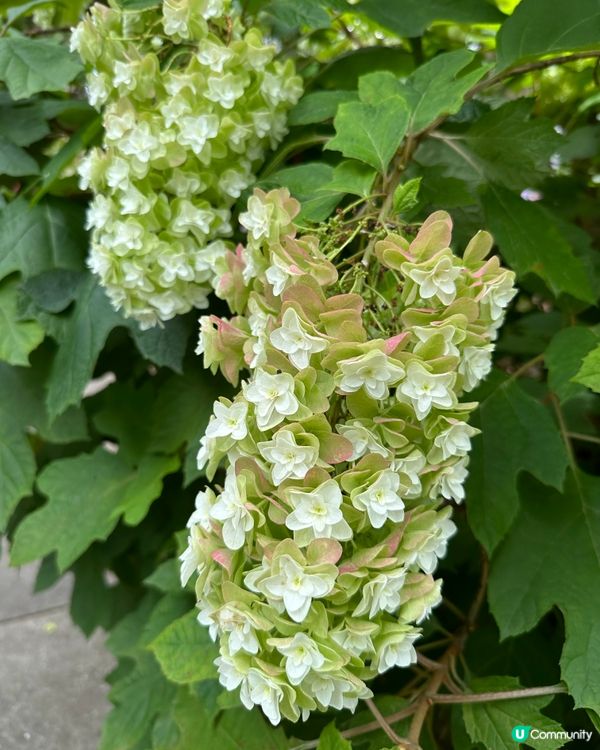 🇯🇵夏天的花開啦 ☀️迎接6月💠繡球花花園💠