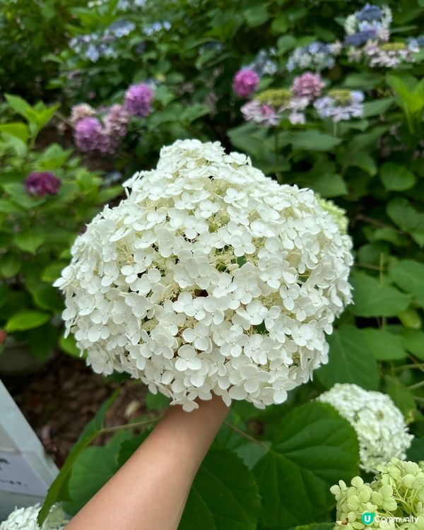 🇯🇵夏天的花開啦 ☀️迎接6月💠繡球花花園💠