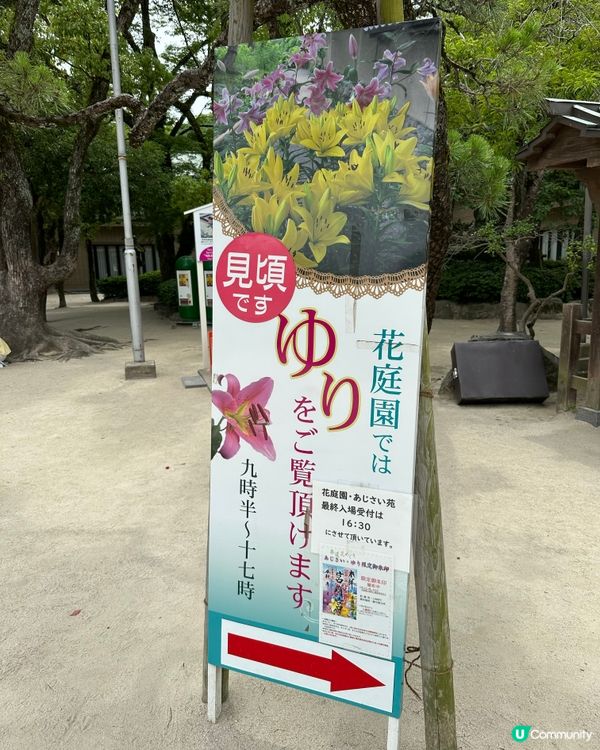 🇯🇵夏天的花開啦 ☀️迎接6月💠繡球花花園💠