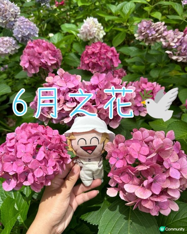🇯🇵夏天的花開啦 ☀️迎接6月💠繡球花花園💠