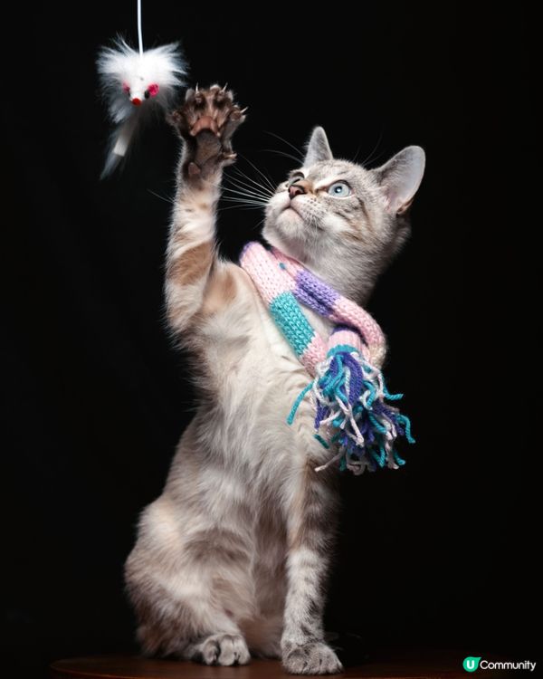 無視你個名，完全當自己係野生動物。#主子lamlam脷