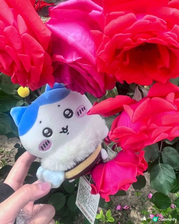 細細粒，擺到枱面好可愛！