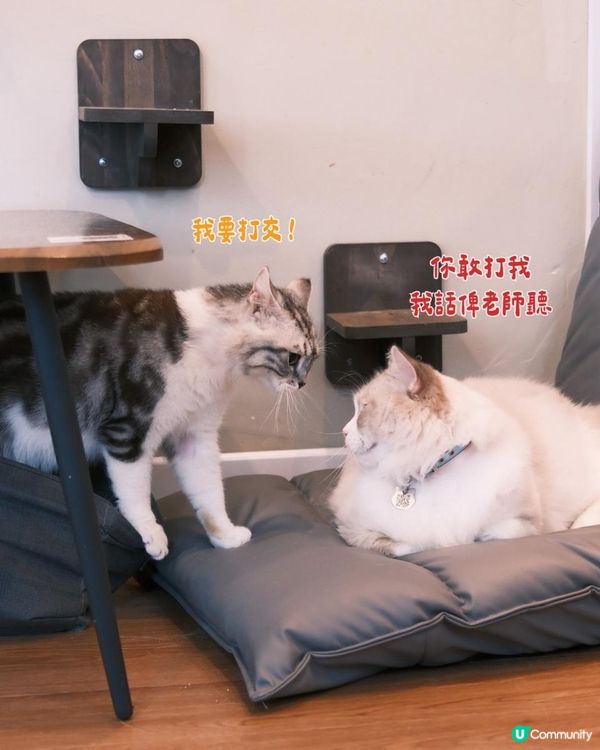 貓奴必去！旺角最chill貓咖體驗🐱
