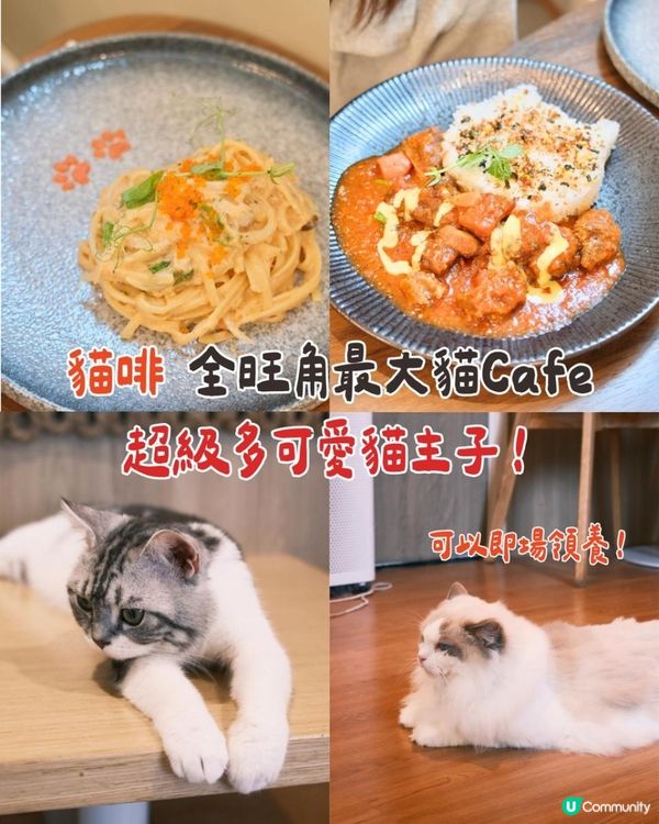 貓奴必去！旺角最chill貓咖體驗🐱