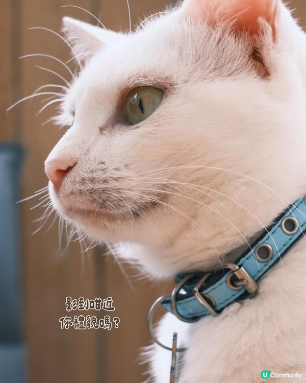 貓奴必去！旺角最chill貓咖體驗🐱