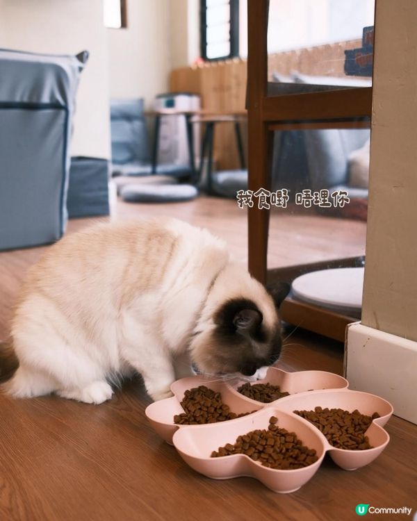 貓奴必去！旺角最chill貓咖體驗🐱