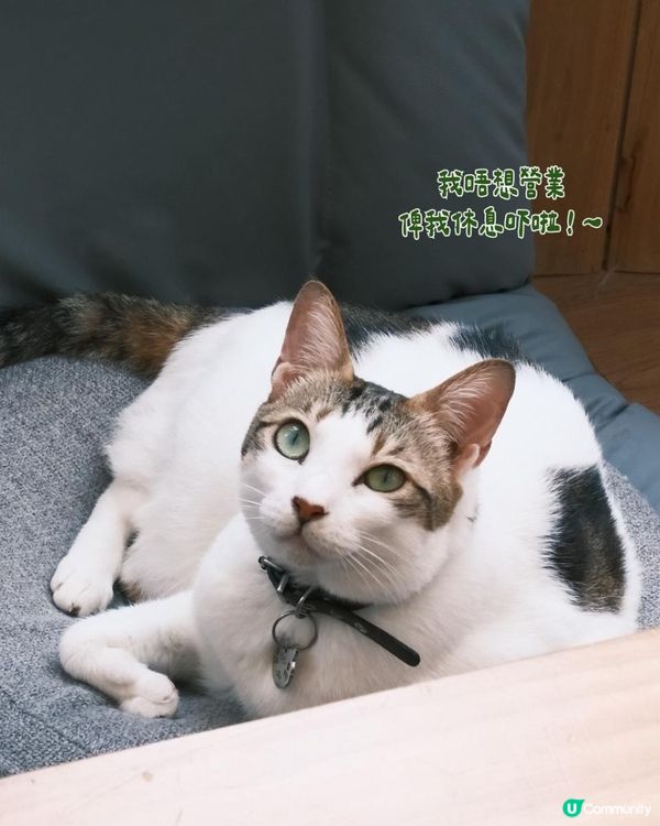 貓奴必去！旺角最chill貓咖體驗🐱