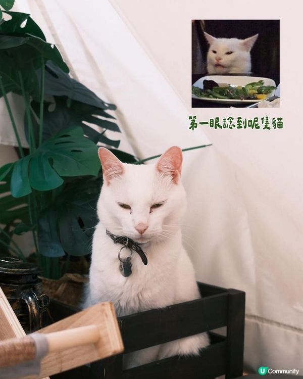 貓奴必去！旺角最chill貓咖體驗🐱