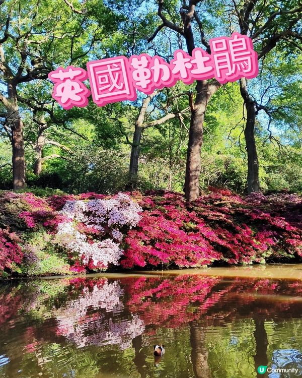 🌸我愛花花🌸萬紫千紅🇬🇧英國勒杜鵑🏵️♥️♥️