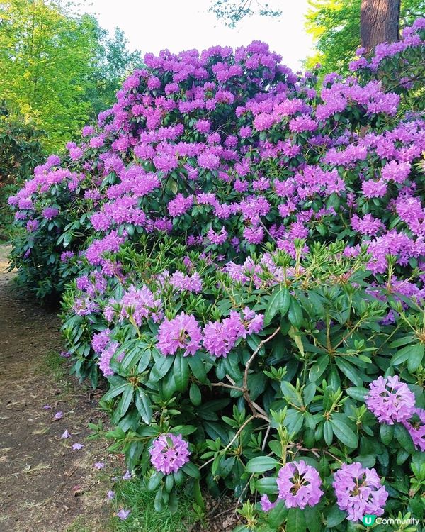 🌸我愛花花🌸萬紫千紅🇬🇧英國勒杜鵑🏵️♥️♥️