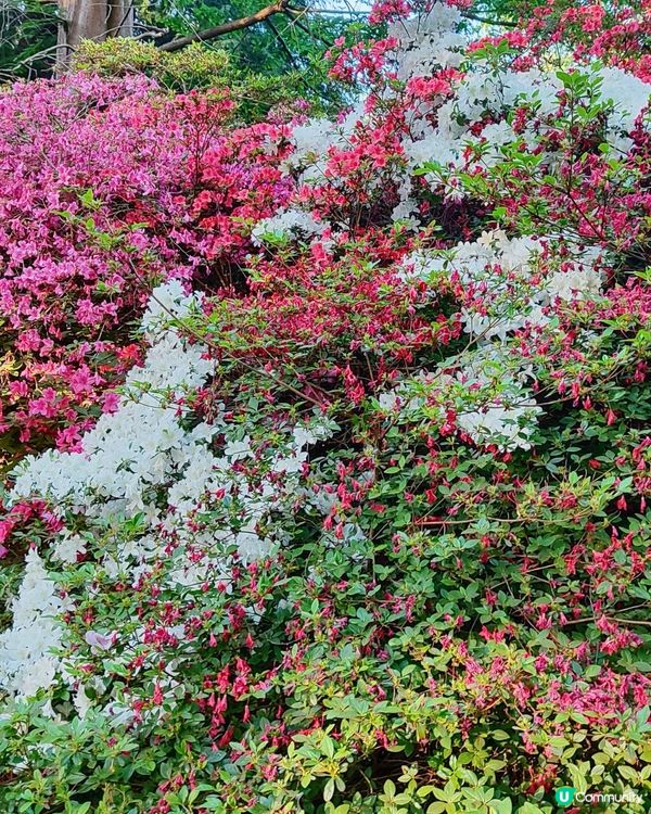 🌸我愛花花🌸萬紫千紅🇬🇧英國勒杜鵑🏵️♥️♥️