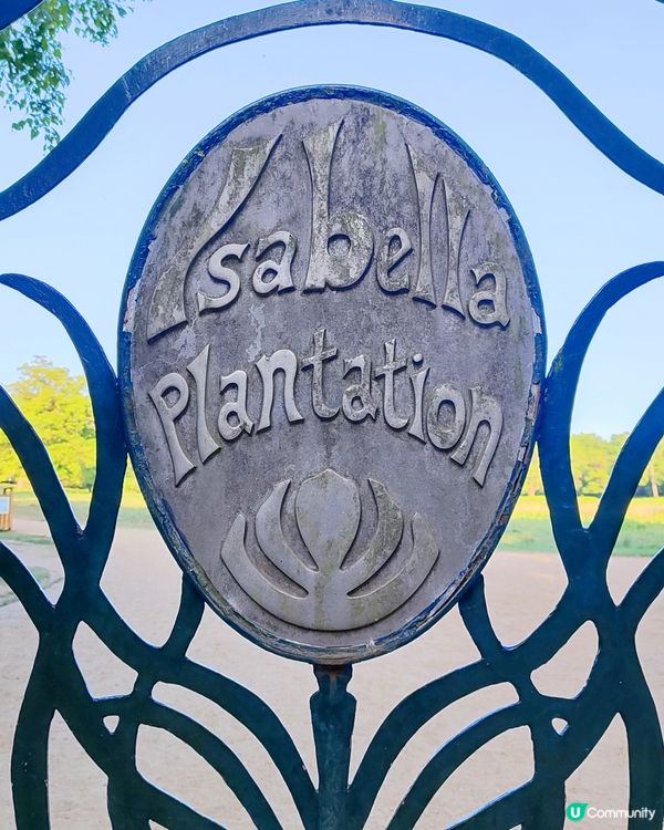 🌸我愛花花🌸萬紫千紅🇬🇧英國勒杜鵑🏵️♥️♥️