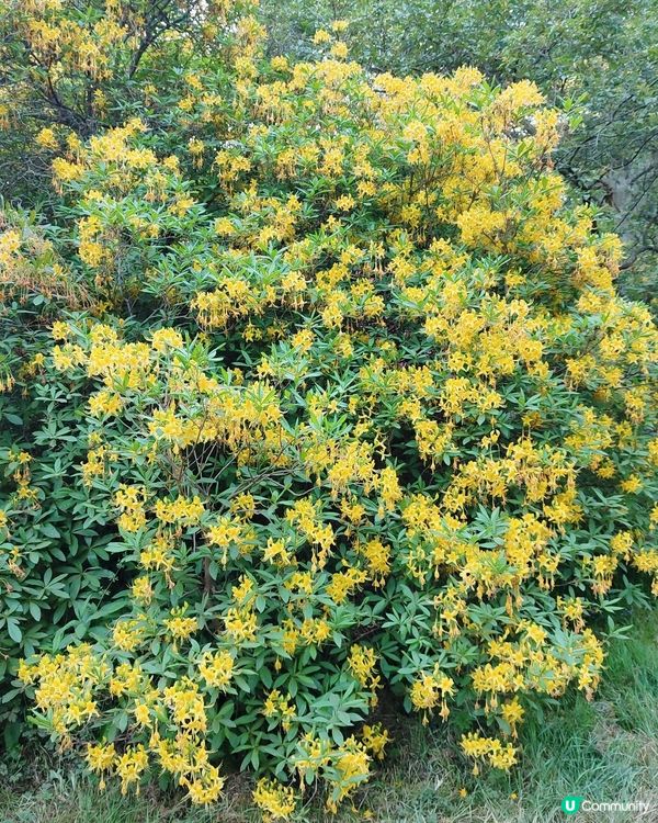 🌸我愛花花🌸萬紫千紅🇬🇧英國勒杜鵑🏵️♥️♥️