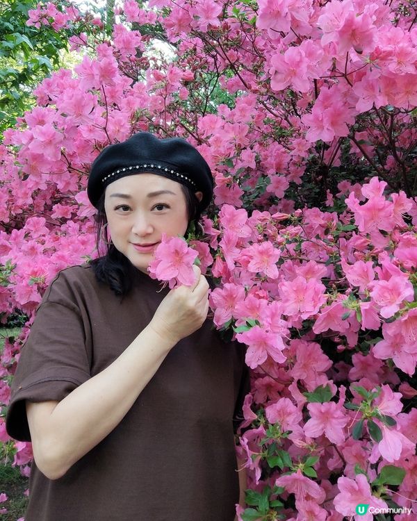 🌸我愛花花🌸萬紫千紅🇬🇧英國勒杜鵑🏵️♥️♥️