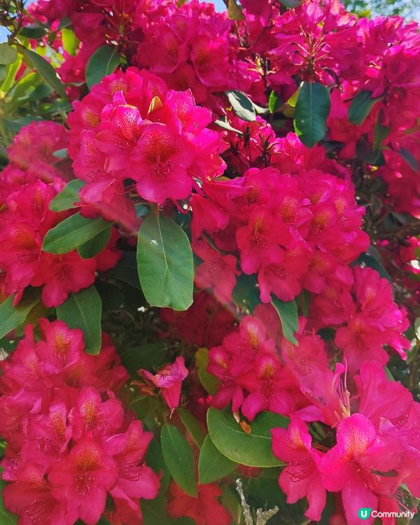 🌸我愛花花🌸萬紫千紅🇬🇧英國勒杜鵑🏵️♥️♥️