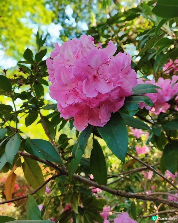 🌸我愛花花🌸萬紫千紅🇬🇧英國勒杜鵑🏵️♥️♥️