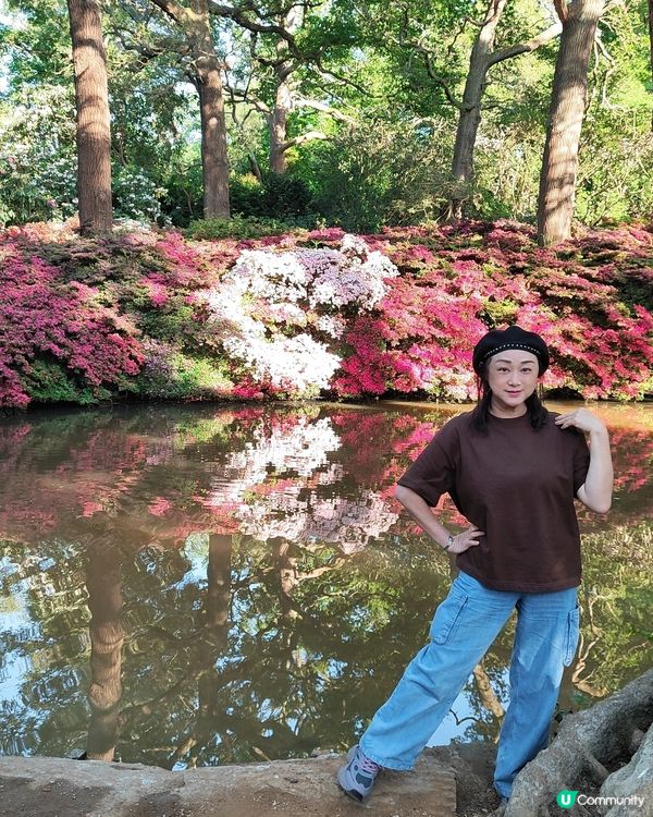 🌸我愛花花🌸萬紫千紅🇬🇧英國勒杜鵑🏵️♥️♥️