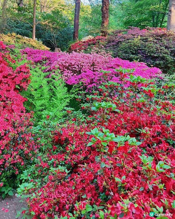 🌸我愛花花🌸萬紫千紅🇬🇧英國勒杜鵑🏵️♥️♥️